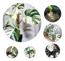 Muda Monstera Albo Variegata 2 Unidades Envio Imediato Pronta entrega