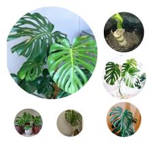 Muda Monstera Aurea Marmorata Em Rizoma Envio Imediato Pronta entrega