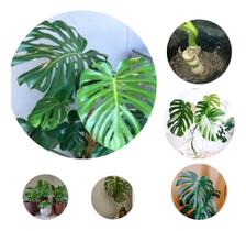 Muda Monstera Deliciosa Marmorata Fortes Envio Imediato Pronta entrega