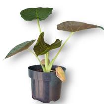 Muda natural alocasia regal shield colecionador decoração rara - variedades brs