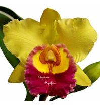 Muda Orquídea Cattleya Blc. Chunyeah Flor Amarela