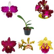 Muda Orquídea Cattleya Mista Variada Planta Rara Surpresa - Orquiflora