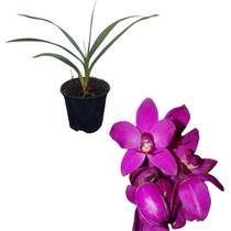 Muda Orquídea Cheiro Uva Grapete Spathoglottis Unguiculata