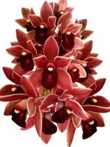 Muda Orquídea Cymbidium Pendente Dorothy Stockstill Muda Orquídea Cymbidium Pendente Dorothy Stockstill