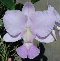 Muda Orquídea de Wlakeriana Cerúlea (3242) Código: AKEHRVHST