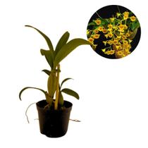 Muda Orquidea Dedrobium Chrysotoxum Flor Amarelada