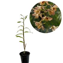 Muda Orquidea Dendrobium Moschatum Olhos de Boneca Linda