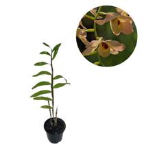 Muda Orquidea Dendrobium Moschatum Olhos De Boneca Linda