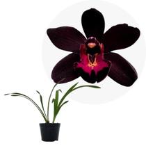Muda Orquidea Negra cymbidium kiwi midnight planta Exotica Muda Orquidea Negra cymbidium kiwi midnight planta Exotica