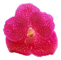 Muda Orquídea Vanda Dr Anek X Lumpini Red ( Avermelhada ) - Orquiflora