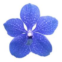 Muda Orquídea Vanda Pakchong Blue ( Azulada )
