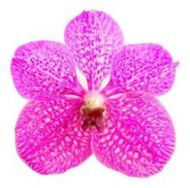 Muda Orquídea Vanda Siriporn Pink X Jairak Pink ( Rosada )
