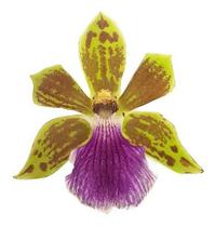 Muda Orquídea Zygopetalum Flor Linda Planta Perfumada Muda Orquídea Zygopetalum Flor Linda Planta Perfumada