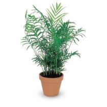 Muda Palmeira Chamaedorea