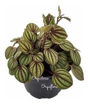 Muda Peperomia Albovittata Planta Natural Exótica Rara Em Vaso