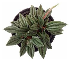 Muda Peperomia Caperata Rosso Planta Natural