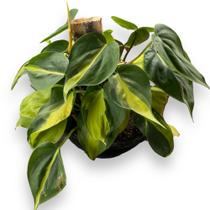 Muda Philodendron Brasil Linda Pendente Decoração Elegante