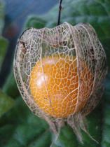 Muda physalis ou fisalis ou camapu