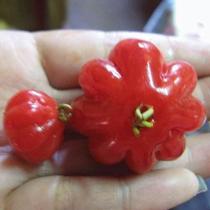 Muda Pitanga Gigante Vermelha