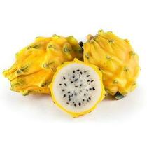 Muda Pitaya Amarela Clonada - Muito Doce - Estaca sem Raiz Muda Pitaya Amarela Clonada - Muito Doce - Estaca sem Raiz