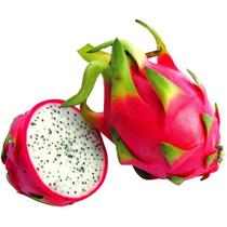 Muda Pitaya Branca -6 estacas