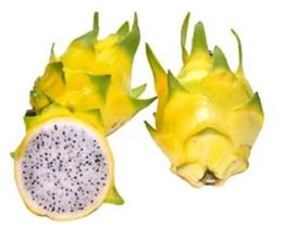 Muda Pitaya Golden Amarela Hibrida sem Espinhos - Sem Raiz Muda Pitaya Golden Amarela Hibrida sem Espinhos - Sem Raiz