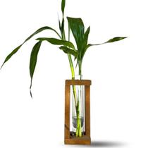 Muda Planta Bambu da Sorte com Vaso e Suporte Para Decoração
