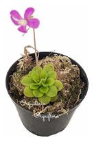 Muda Planta Carnívora Pinguicula Sethos - Papa Mosca - Natural Exótica Decoração Ambientes Interiores Controle De Insetos Sustentável - Orquiflora