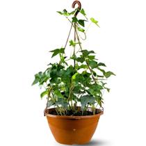 Muda Planta Hera Pendente Trepadeira Hedera Para Meia Sombra
