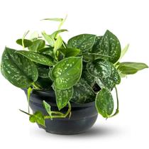 Muda Planta Jiboia Prateada Cuia 21 Para Decoração Interna Muda Planta Jiboia Prateada Cuia 21 Para Decoração Interna