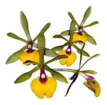 Muda Planta Jovem Orquídea Epicattleya Rene Marques Flor Linda Exótica Rara - Orquiflora