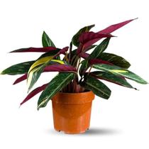 Muda Planta Maranta Tricolor Pote 17 Para Decoração Interna
