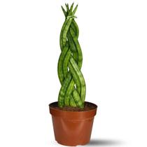 Muda Planta Sansevieria 6 Dedos Trançada Decoração Interna