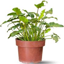 Muda Planta Xanadu Pote 20 Decoração Natural Meia Sombra