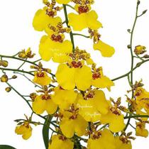 Muda Pré Adulta Orquídea Oncidium Aloha Planta Natural - Orquiflora