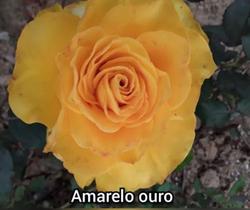 Muda Rosa Amarelo Ouro Enxertada Preste a dar flor