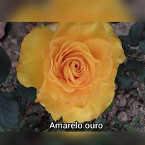 Muda Rosa Amarelo Ouro Enxertada - Prestes a dar Flor
