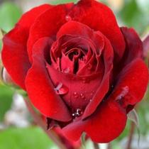 Muda Rosa Cor Vermelho Claro Enxertado