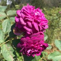 Muda Rosa Lilás Enxertado