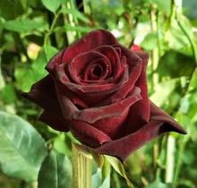Muda Rosa Negra Enxertada Preste a dar flor-Novidade Muda Rosa Negra Enxertada Preste a dar flor-Novidade