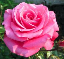 Muda Rosa Pink Enxertada - Prestes a dar Flor