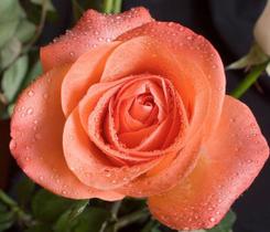 Muda Rosa Salmão Enxertada