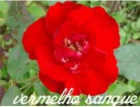 Muda Rosa Vermelho Sangue Enxertada Preste a dar flor