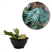 Muda Samambaia Chifre De Veado Platycerium Bifurcatum Cuia