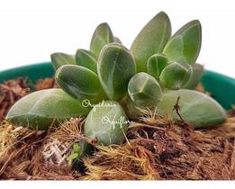 Muda Suculenta Diamante Pachyphytum Compactum Planta Rara