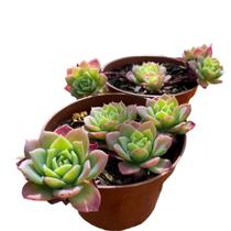 Muda Suculenta Echeveria Graptoveria Jadeita - Ta na mão