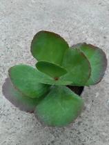 Muda Suculenta Kalanchoe Thyrsiflora Muda Suculenta Kalanchoe Thyrsiflora