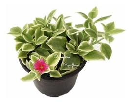 Muda Suculenta Rosinha Do Sol Aptenia Cordifolia Variegata Muda Suculenta Rosinha Do Sol Aptenia Cordifolia Variegata