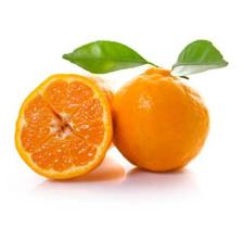 Muda Tangerina Ponkan enxertada Muda Tangerina Ponkan enxertada
