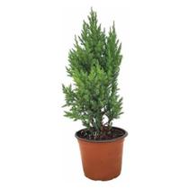 Muda Tuia Strickta Pinheiro Pinheirinho Natal Planta Natural Decoração Ambientes Externos Beleza Jardim